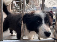 -麦当劳(南京路2店)