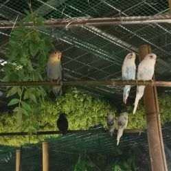 -神奇动物撸宠馆·羊驼·小浣熊·异宠(豫园店)