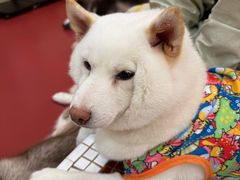 -和它·交个朋友·狗咖猫咖(爱琴海店)