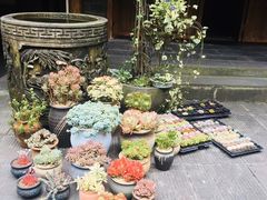 -华冠悠岚·庭院餐厅(青城后山店)