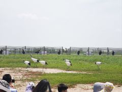 -盐城丹顶鹤湿地生态旅游区