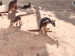 -深圳野生动物园