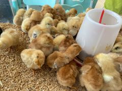 -怪兽屋·羊驼·猫咖·狗咖(俊华广场店)