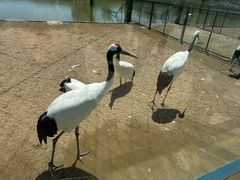 -盐城丹顶鹤湿地生态旅游区