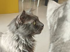 -平行世界·猫咖(首经贸店)