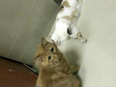 -艾贝尔宠物医院·24H转诊中心·肿瘤猫专科(江宁双龙店)