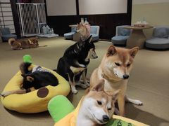 -逗柴咖啡屋·狗咖猫咖宠物桌游