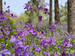 -上海共青森林公园