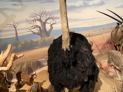 -陕西自然博物馆