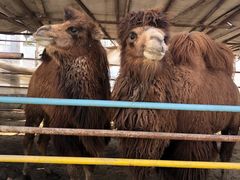 -南宫五洲植物乐园