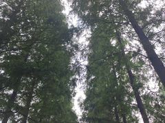 -黄海国家森林公园