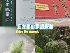 -五龙城郊森林公园