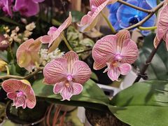 -双季花艺园艺市场(浦东店)