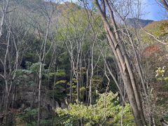 -王顺山国家森林公园