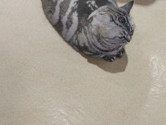 -藏猫猫咖啡主题馆(中央大道店)