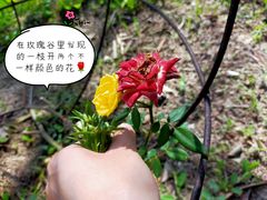 -亚龙湾国际玫瑰谷