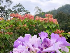 -阳台山森林公园