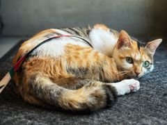 -Again Coffee Roaster(香蜜湖店)