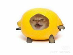 -艾贝尔宠物医院·24H转诊中心·肿瘤猫专科(江宁双龙店)