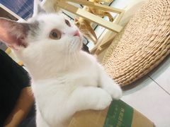 -Heymao猫咖.咖啡厅(东门店)