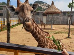 -西霞口神雕山野生动物世界