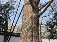 -上海醉白池公园