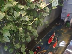 -洞庭家宴·头牌甲鱼(广渠门店)