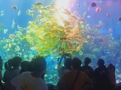 -芜湖新华联大白鲸海洋公园