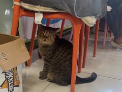 -纳吉亚猫专科动物医院博雅分院