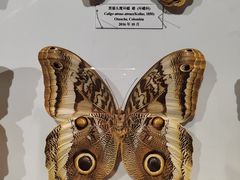 -吉林省自然博物馆