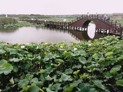 -荷塘月色湿地公园·向阳花洲