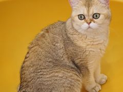 -有喵·猫咖·狗咖·30几只猫10只小狗(岗厦店)