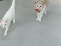 -Heymao猫咖.咖啡厅(东门店)