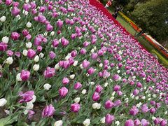 -上海鲜花港