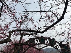 -香雪海