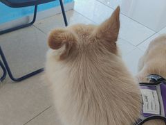 -瑞派福兴宠物医院犬猫全科·骨科·中西医结合(河东店)