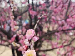 -香雪海