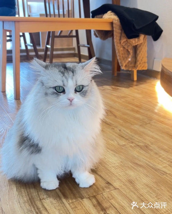 猫小主咖啡·猫咖cat cafe(福田店)图片