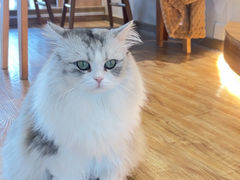 -猫小主咖啡·猫咖cat cafe(福田店)