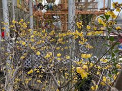 -证大大拇指广场(芳甸路店)