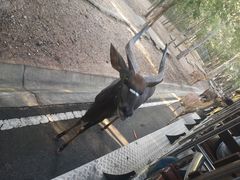 -清迈夜间动物园