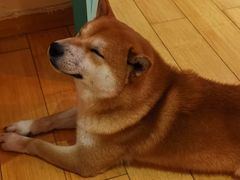 -喜柴咖啡·柴犬狗咖