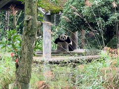 -中国大熊猫保护研究中心雅安碧峰峡基地