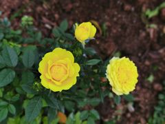 -人民公园(罗湖区)