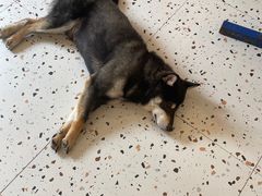 -喜柴咖啡·柴犬狗咖