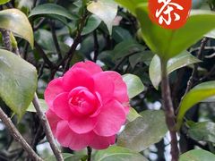 -南山植物园