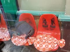 -猫咪博物馆(顶澳仔猫街店)