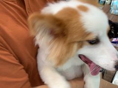 -安安宠医·臻爱宠物医院·宠保定点(营门口路分院)