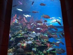 -迪拜帆船酒店海底餐厅