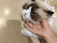 -藏猫猫咖啡主题馆(中央大道店)